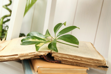 Book with scheffler leaf, on wooden background
