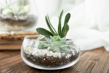 Florarium with succulents on wooden table