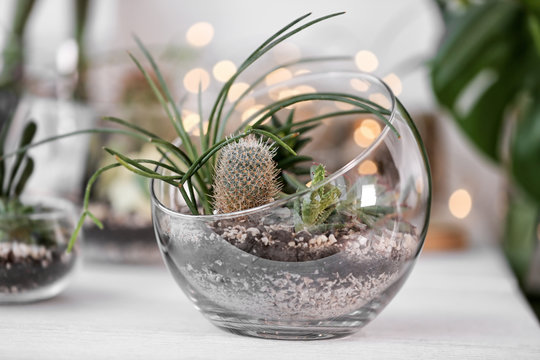 Mini Succulent Garden In Glass Terrarium On Windowsill