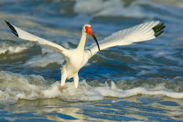 White Ibis in the Surf