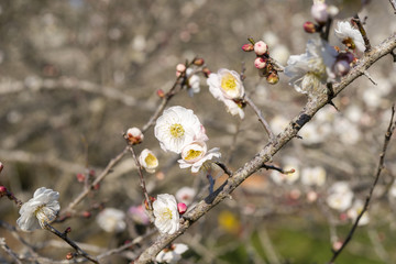 満開の梅の花