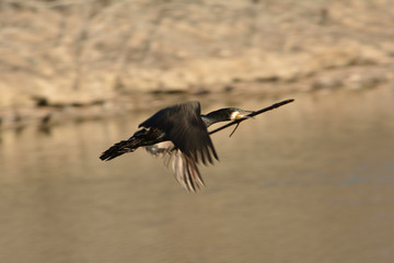 羽根を広げる鳥




巣づくりの材料を運ぶ鳥



