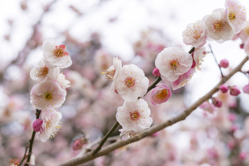 梅の花