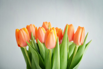 Bouquet of red tulips