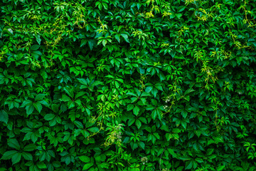 Vineyard background