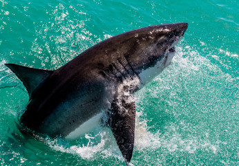 Fototapeta premium Great White Shark Breaching