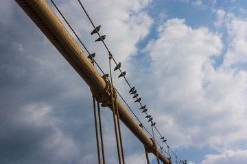 Pigeons on Wire