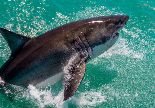 Great White Shark Breaching