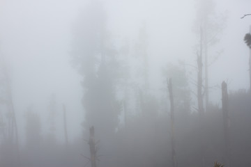 Fototapeta na wymiar Pinus canariensis. Misty foggy forest in Tenerife, Spain, winter weather