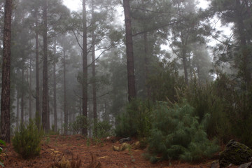 Pinus canariensis. Misty foggy forest in Tenerife, Spain, winter weather