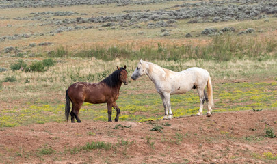 Fototapeta premium Wild Horses