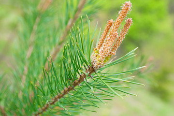 Bright green needles of a fir-tree. Spring in nature.