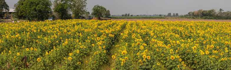 Obraz premium sunflower