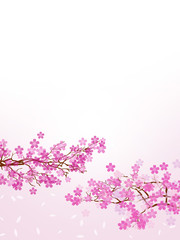 Naklejka na ściany i meble 桜の木　さくら　木