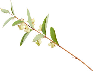 Young branch of spirea isolated on white
