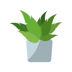 plant in a pot over white background. colorful design. vector illustration