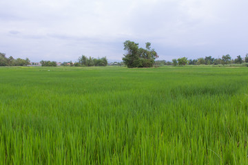 green rice field