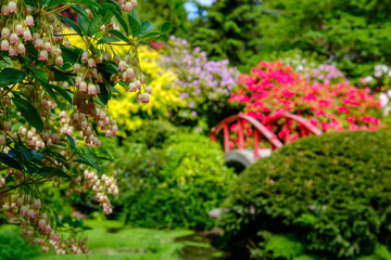 Fototapeta na wymiar Japanese garden in spring