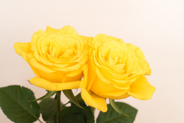 黄色のバラ