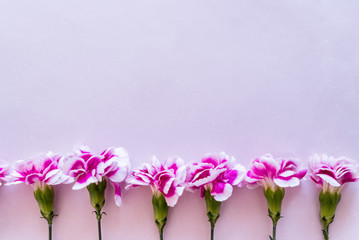 ピンクのカーネーション