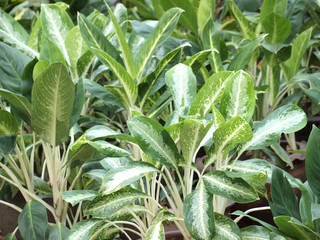 Obraz premium green leaf background