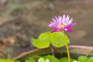 Beauty purple lotus flower close up