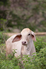 Fototapeta premium Young cow, Thai calf