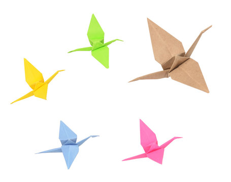 flock of birds