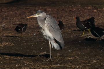 animal