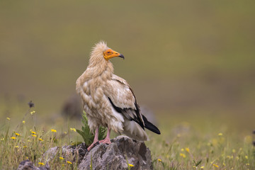 animal