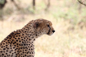 animal