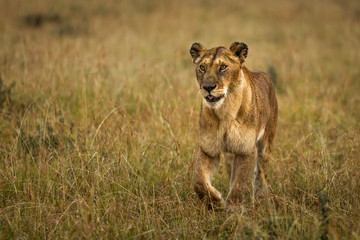 Female lions in the wild