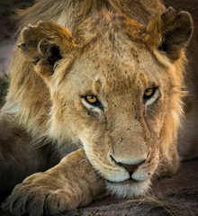 Fototapeta premium Female lions in the wild