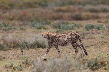 animal