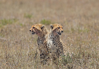 animal