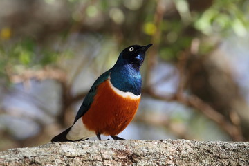 animal