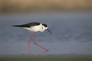animal