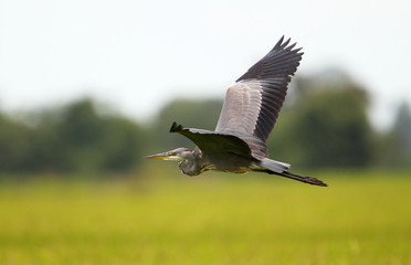 animal