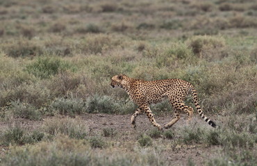 animal