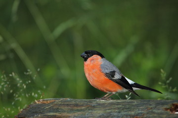 animal
