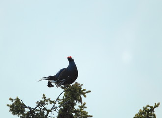 animal