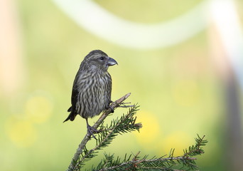 animal