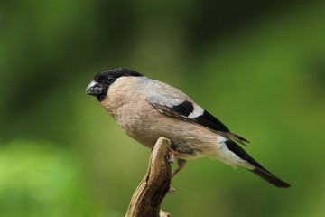 Obraz premium animal