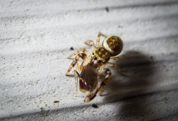 Jumping Spider with Prey