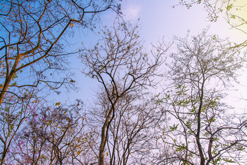  Top  tree forest  for background
