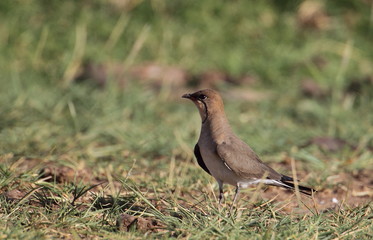 Obraz premium animal