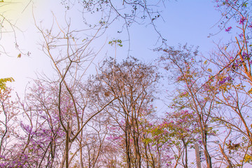  Top  tree forest  for background