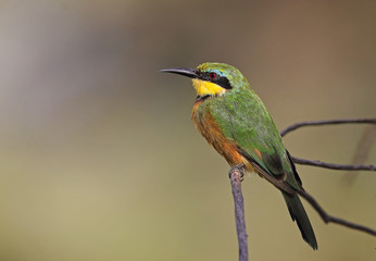 animal