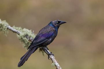 Naklejka premium animal