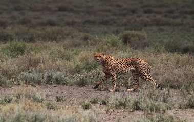 Naklejka premium animal